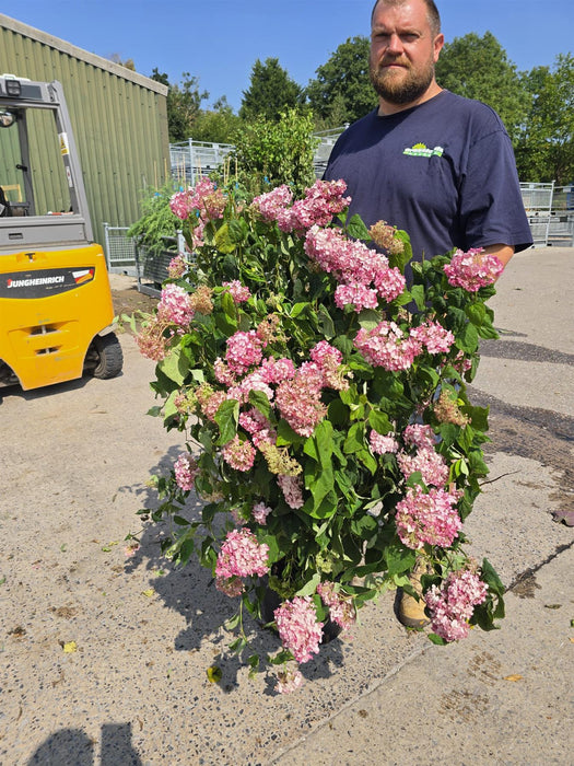 Hydrangea a. Candybelle Bubblegum 20 Litre Pot 80/100