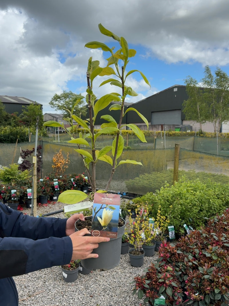 Magnolia Yellow Lantern 4 Litre Pot 60/80cm