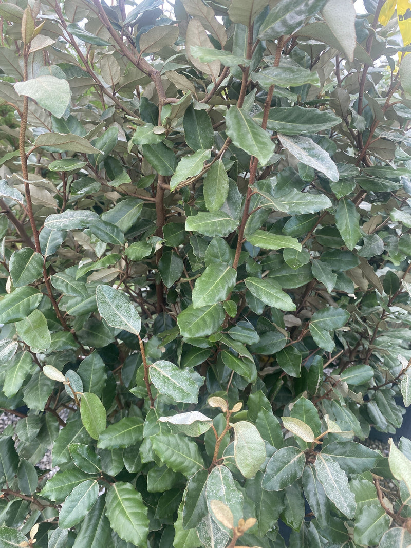 Elaeagnus x Ebbingei Compacta 25 Litre Pot 120/150cm