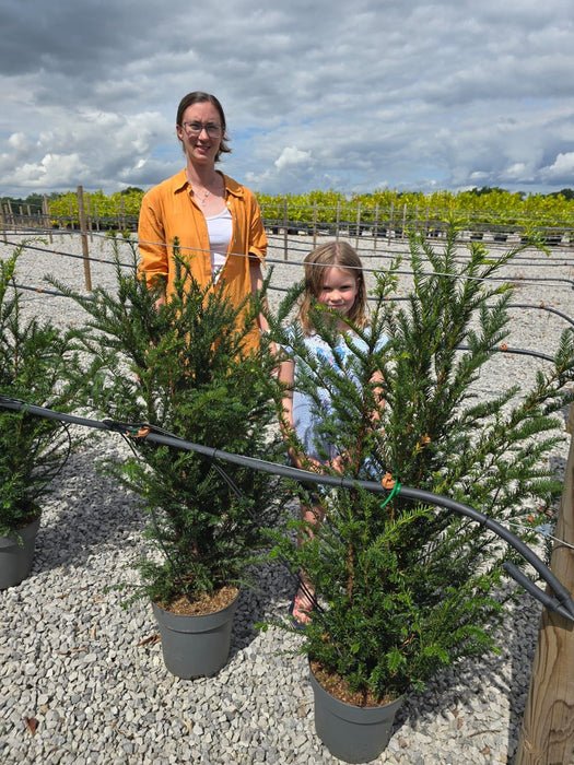 Yew Hedging 10 Litre Potted 100/110cm