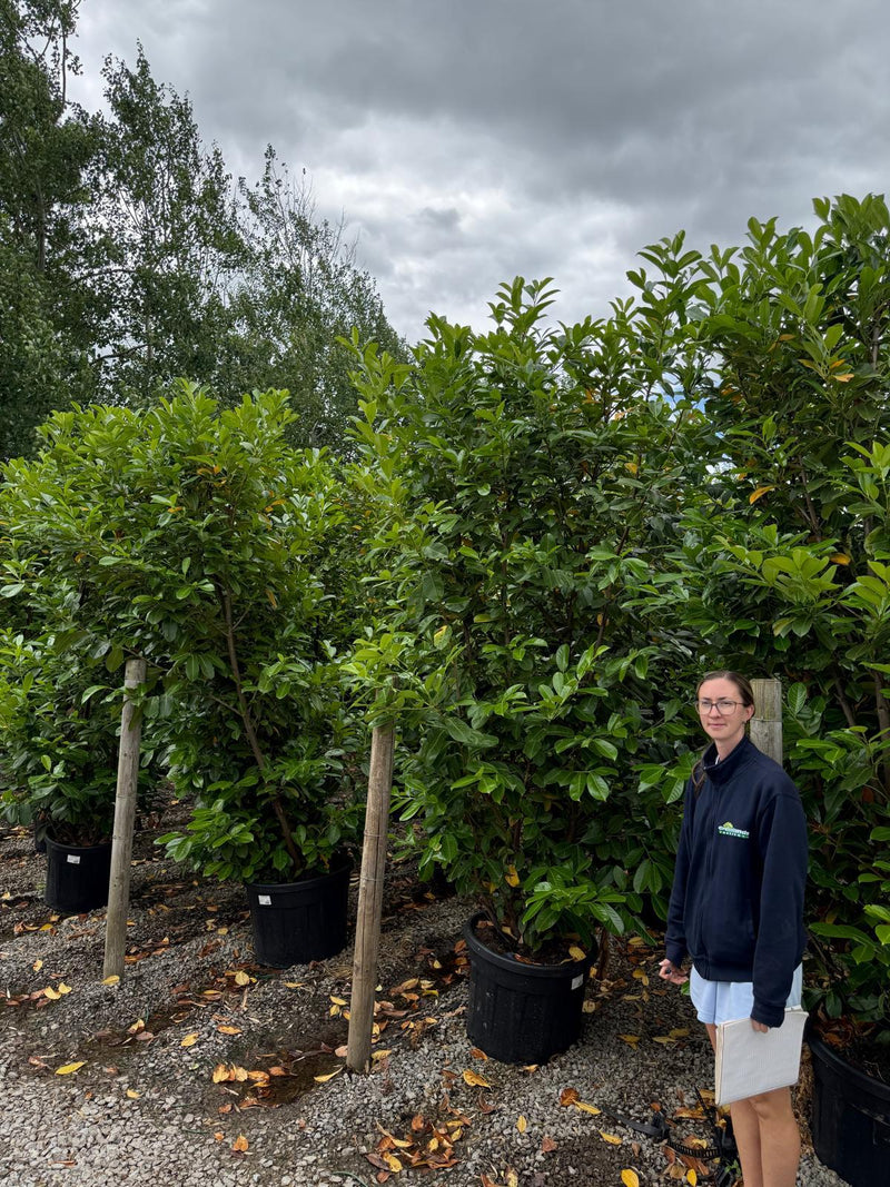 Cherry Laurel Hedging 300cm High 110 Litre Pot