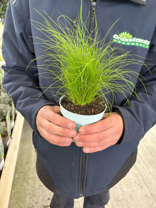 Stipa Pony Tails 10.5cm Pot