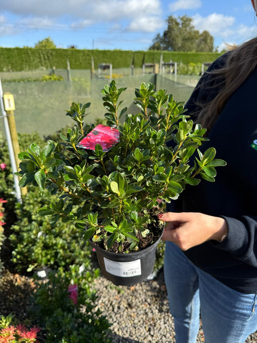 Azalea Japonica Toreador 2 Litre Pot