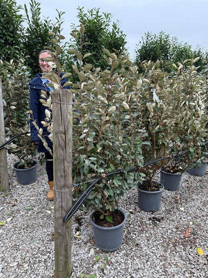 Elaeagnus x Ebbingei 15 Litre Pot 135/140