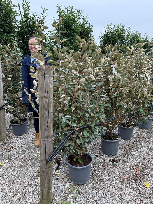 Elaeagnus x Ebbingei 15 Litre Pot 135/140
