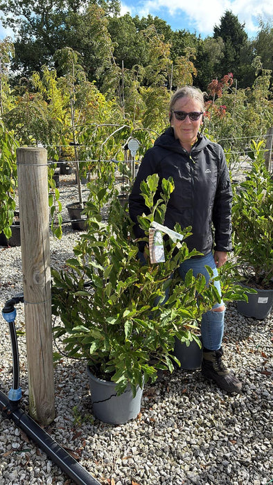 Magnolia Stellata Royal Star 15 Litre Pot