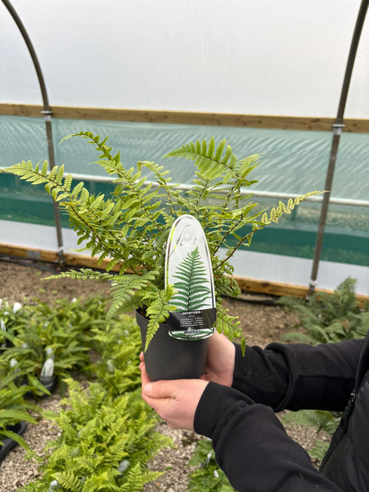 Dryopteris affinis 11cm Pot