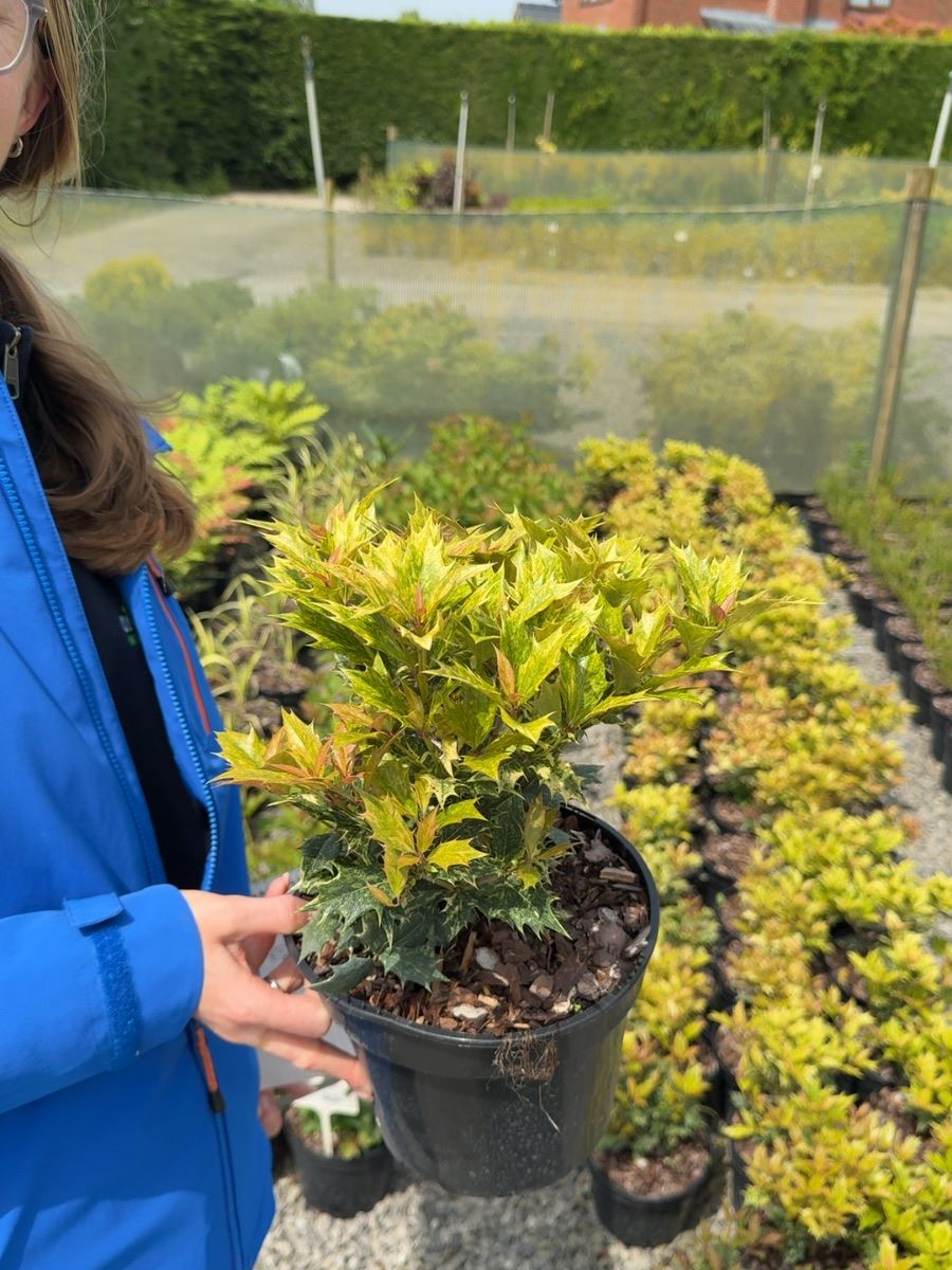 Osmanthus heterophyllus Goshiki - Variegated False Holly 3 Litre Pot