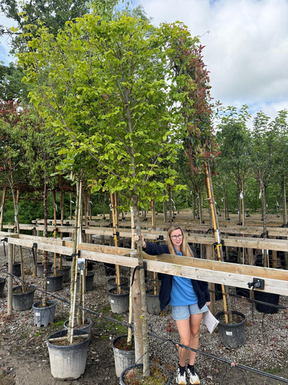 Carpinus Betulus 12/14cm Girth Heavy Standard