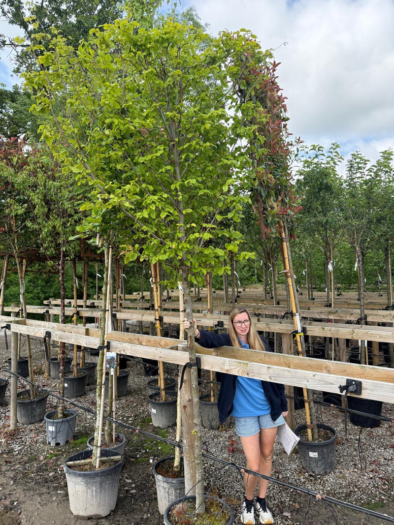 Carpinus Betulus 12/14cm Girth Heavy Standard