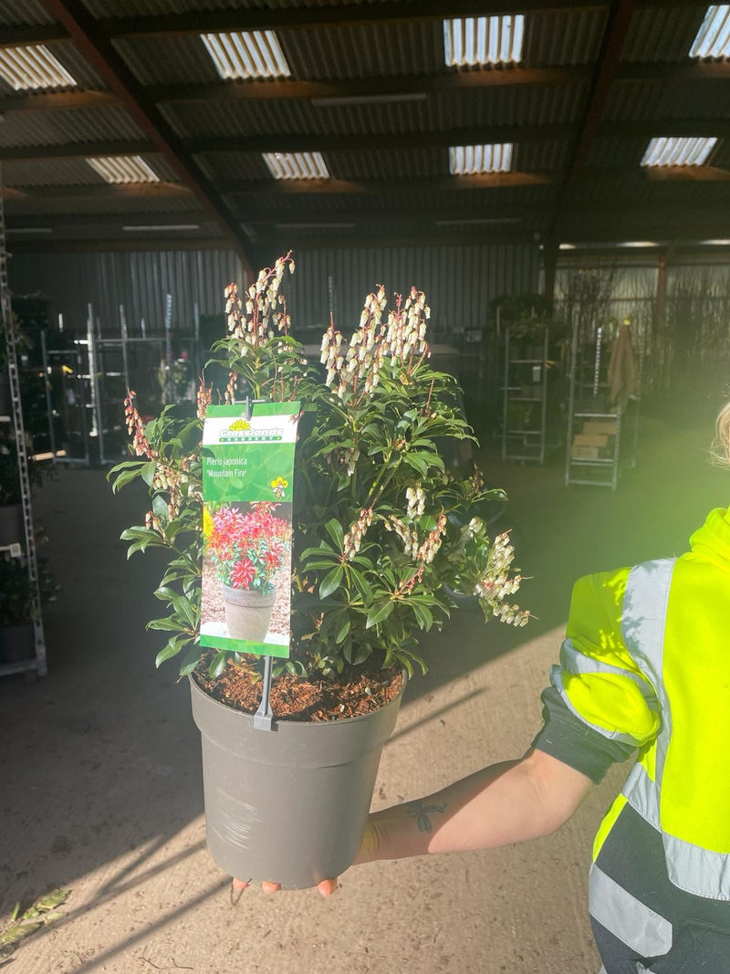Pieris Japonica Mountain Fire 6 Litre Pot