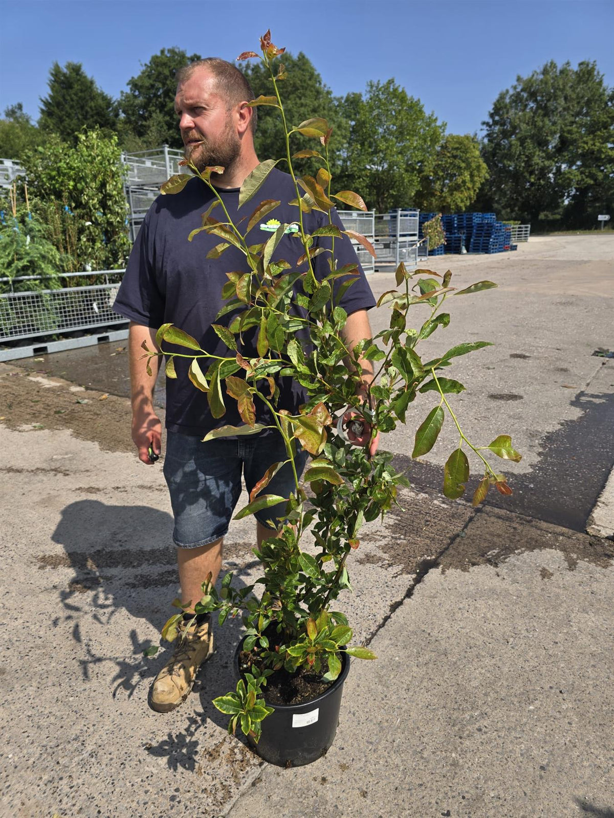 Nyssa sylv. Wildfire 20 Litre Pot 125-150cm