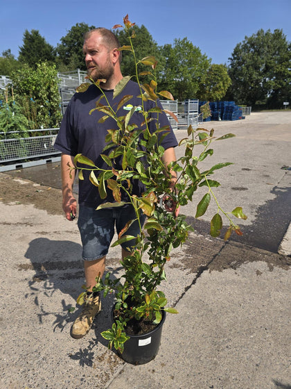 Nyssa sylv. Wildfire 20 Litre Pot 125/150cm