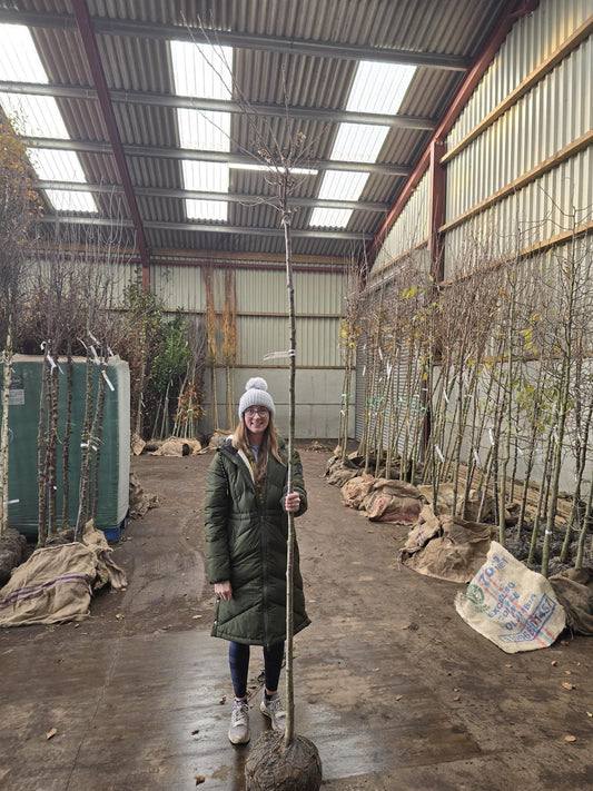 Prunus sub. Autumnalis Standard 6-8cm Girth