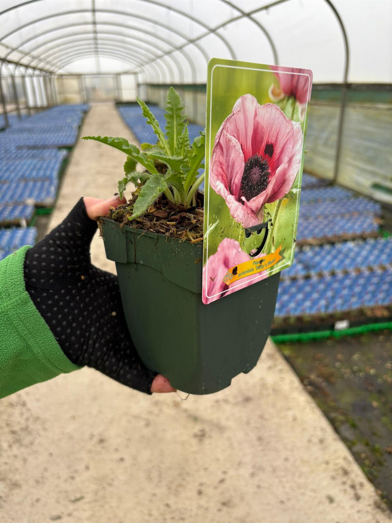 Papaver Patty's Plum 11cm Pot