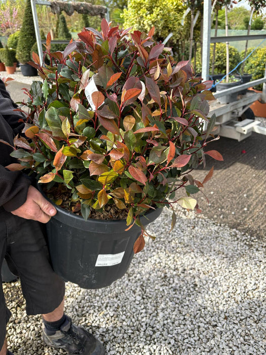 Photinia Little Red Robin Ball 50-60cm 18 Litre Pot
