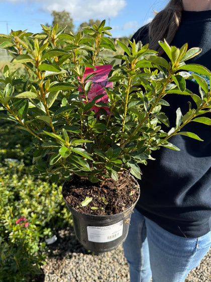 Azalea Japonica Mad. Van Hecke 2 Litre Pot