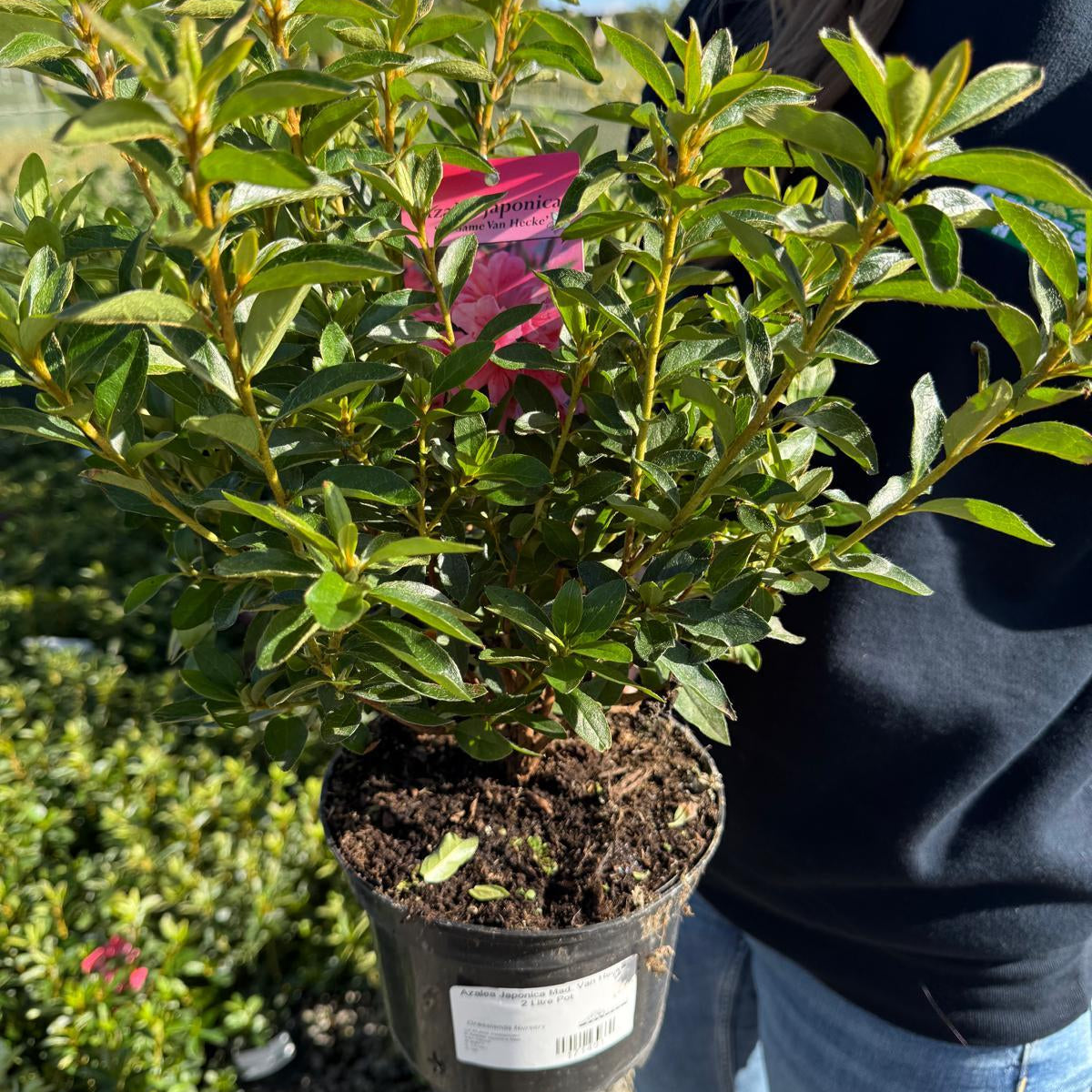 Azalea Japonica Mad. Van Hecke 2 Litre Pot — Grasslands Nursery