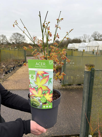 Acer palmatum Little Princess 3 Litre Pot