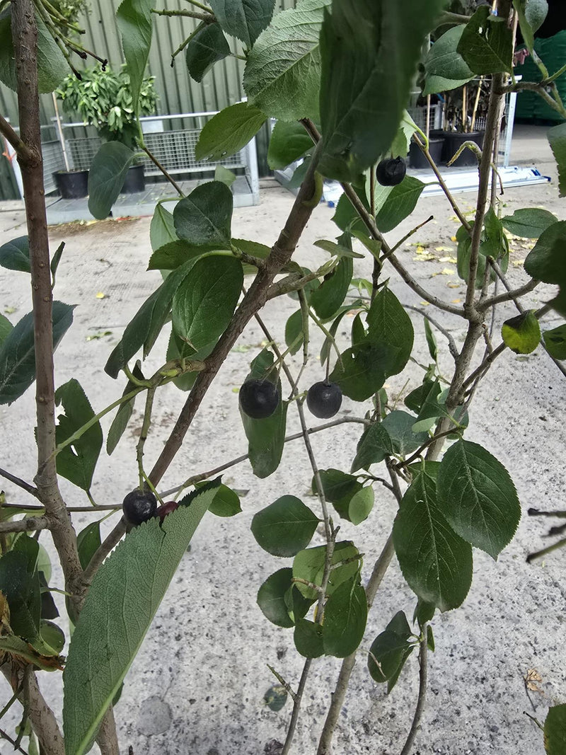 Aronia prunifolio Viking 20 Litre Pot 100/125cm