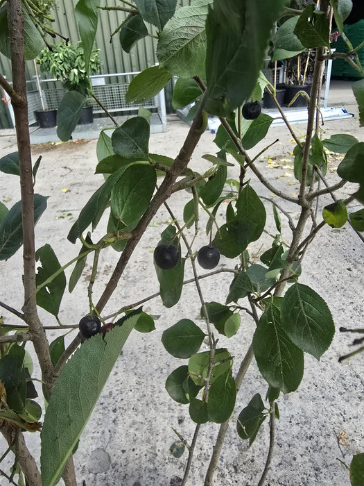 Aronia prunifolio Viking 20 Litre Pot 100/125cm