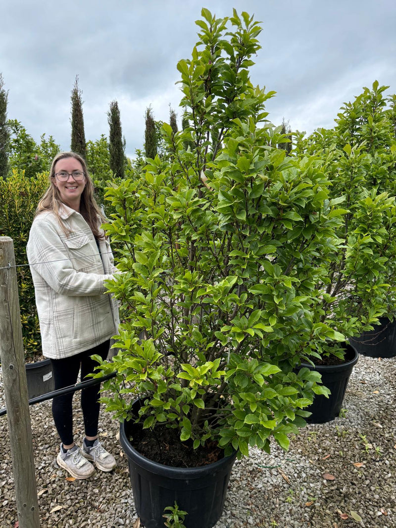 Magnolia Susan 175/200cm Specimen Sized
