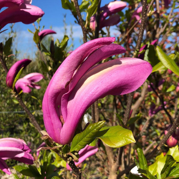 Magnolia Susan 175/200cm Specimen Sized Root Ball