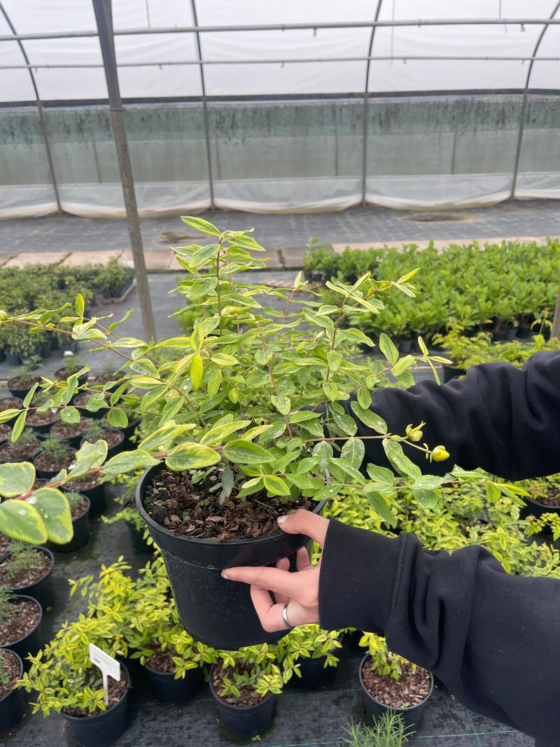 Hypericum Little Messy 3 Litre Pot