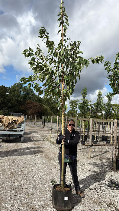 Prunus serr. Kanzan Full Standard 20 Litre 10/12cm Girth