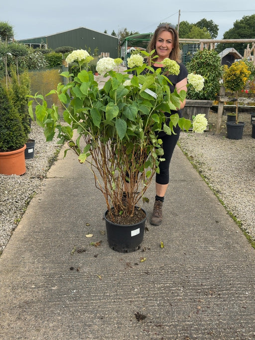 Hydrangea arborescens Annabelle 20 Litre Pot 80/100cm