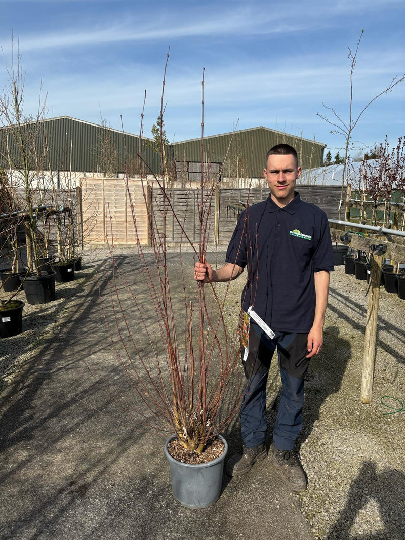 Cercidiphyllum  Japonicum 30 Litre Pot