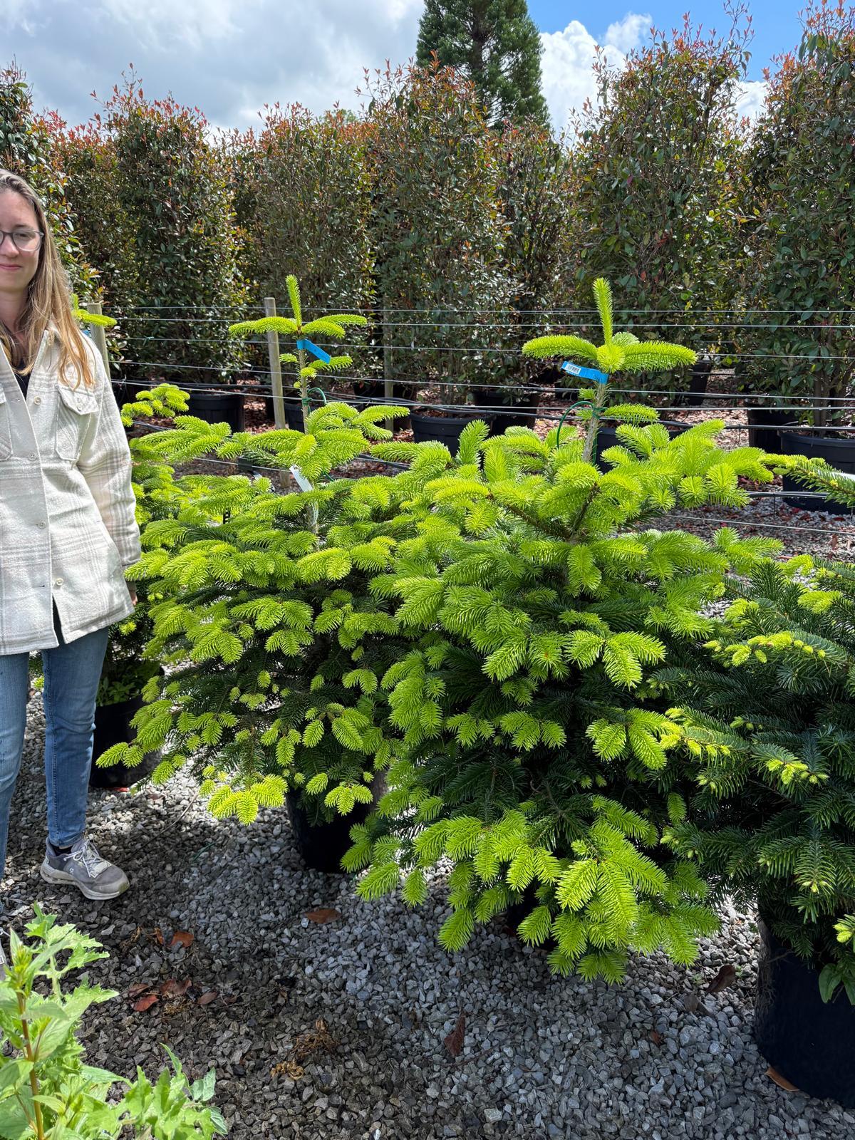 Picea Abies 60/80cm Pot Grown — Grasslands Nursery