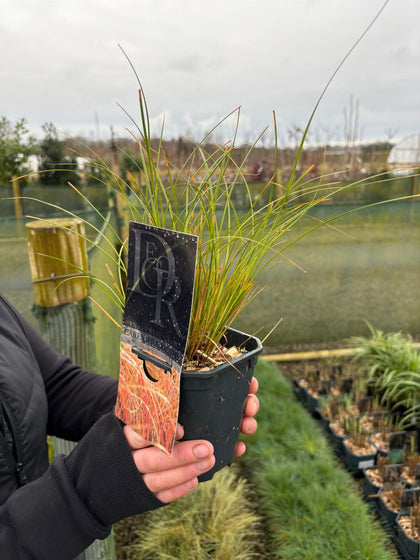 Carex Prairie Fire 1 Litre Pot