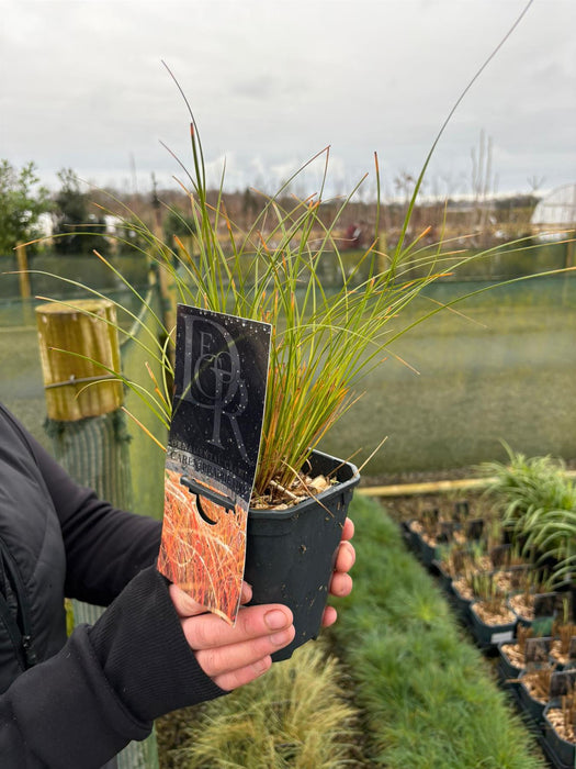 Carex Prairie Fire 1 Litre Pot