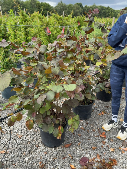 Corylus Maxima Purpurea 20 Litre Pot