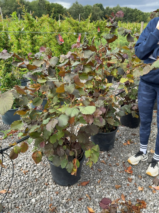 Corylus Maxima Purpurea 20 Litre Pot