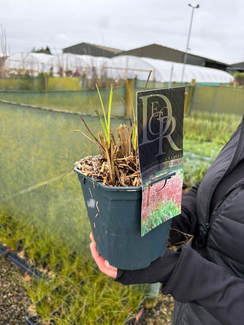 Miscanthus Red Chief 2 Litre Pot