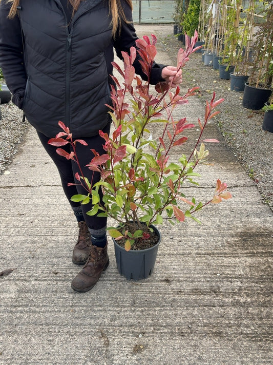Photinia x fraseri Pink Marble 9 Litre Pot