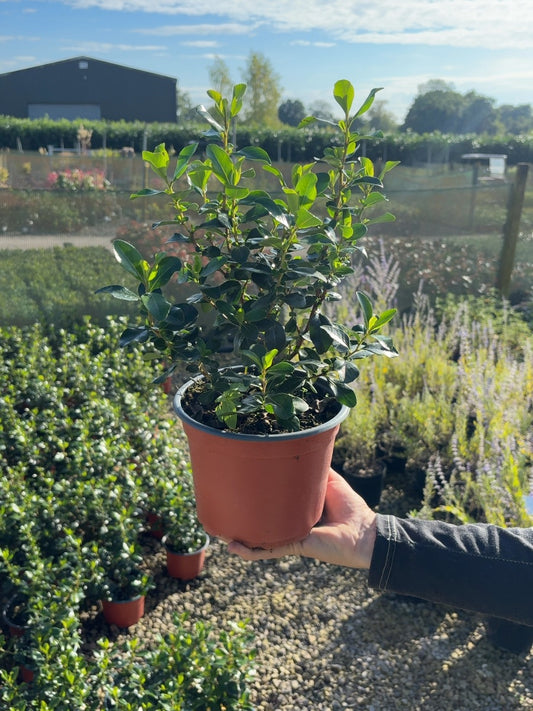 Escallonia Iveyi 2 Litre Pot