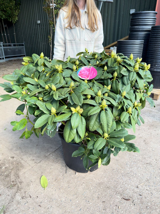 Rhododendron Hybrid Germania 45 Litre Pot 110cm Wide