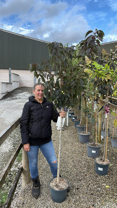 Prunus ser. Royal Burgundy Half Std 10 Litre Pot