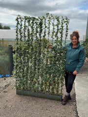 Hedera Helix Gacier Instant Pleached Panel - Partition 180cm Tall x 120cm Wide