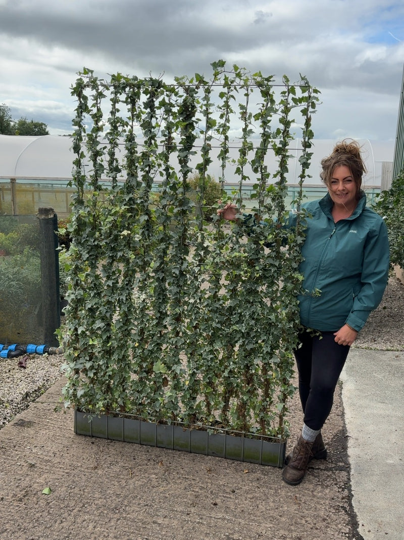 Hedera Helix Gacier Instant Pleached Panel - Partition 180cm Tall x 120cm Wide