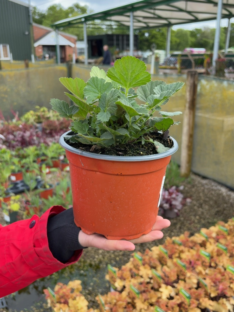 Geum Mrs Bradshaw 2 Litre Pot