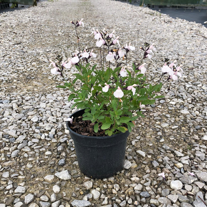 Salvia Jamensis Magical Donau 3 Litre Pot