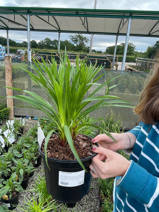Liatris Kobold 3 Litre Pot