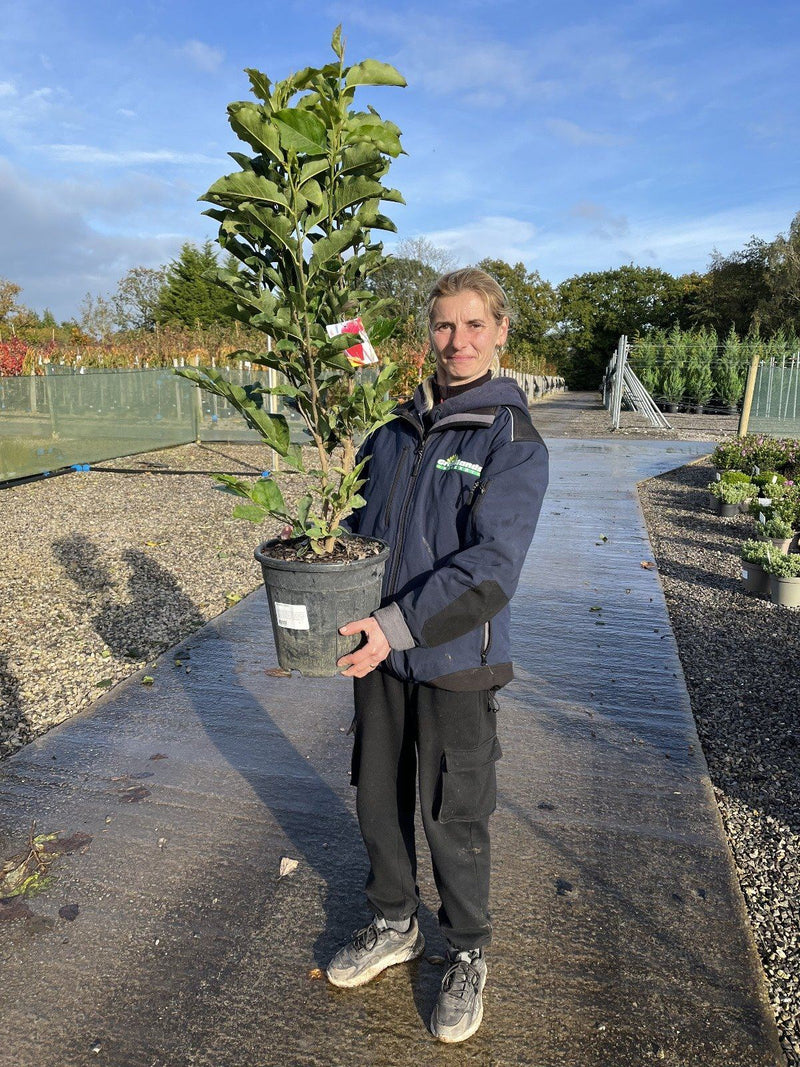 Magnolia Susan 9 Litre Pot