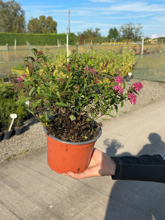Spiraea Jap. Anthony Waterer 2 Litre Pot