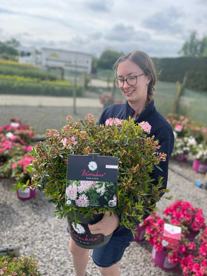 Rhododendron Bloombux Pink 10 Litre Pot