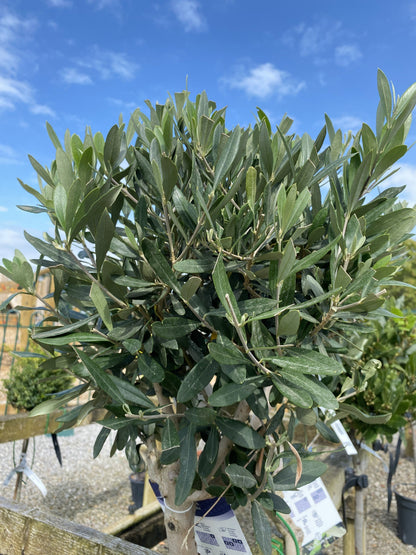 Olea Europea - Olive 1/2 Standard 40cm Spiral Stem